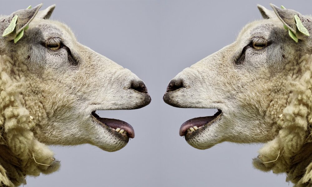 communication-sheep