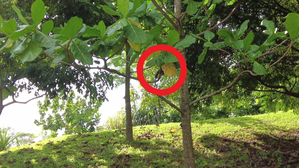 tiong-bahru-bakery-7