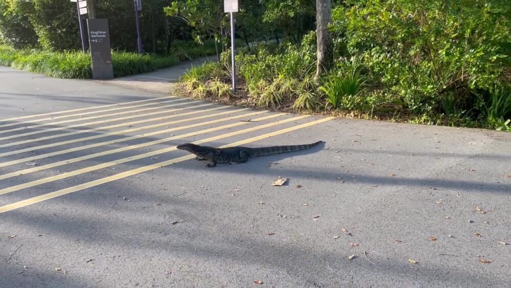 ミズオオトカゲ３