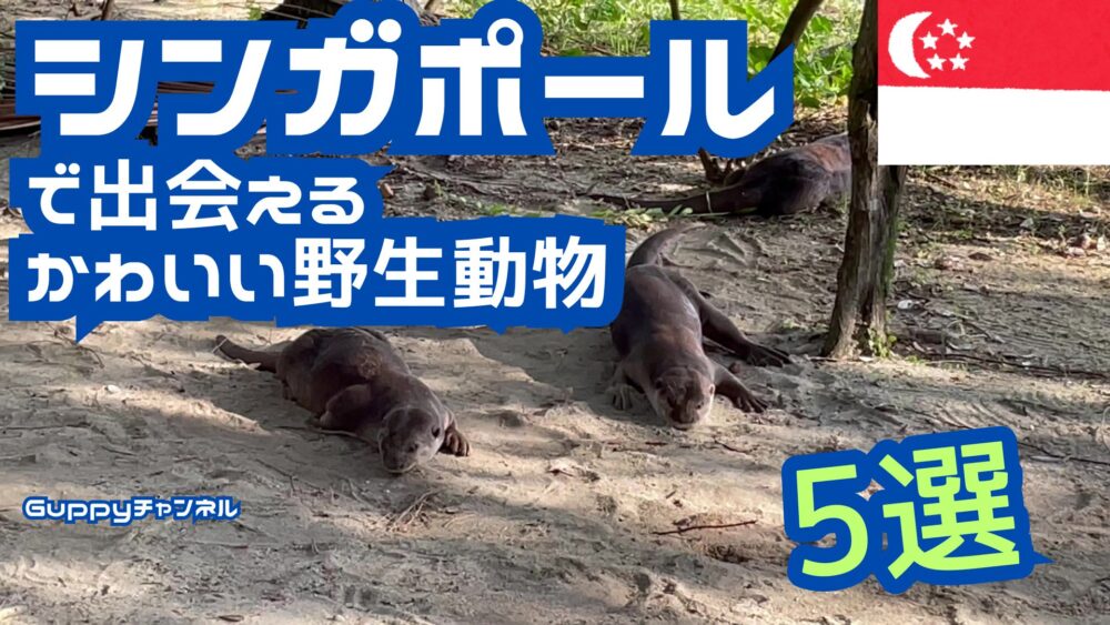 singapore-wild-otters