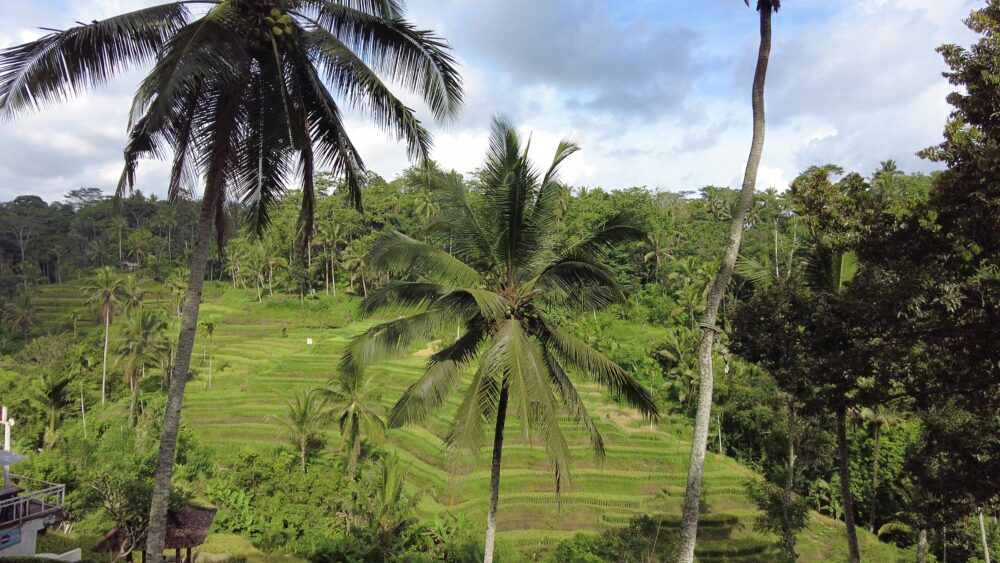 バリスウィング2