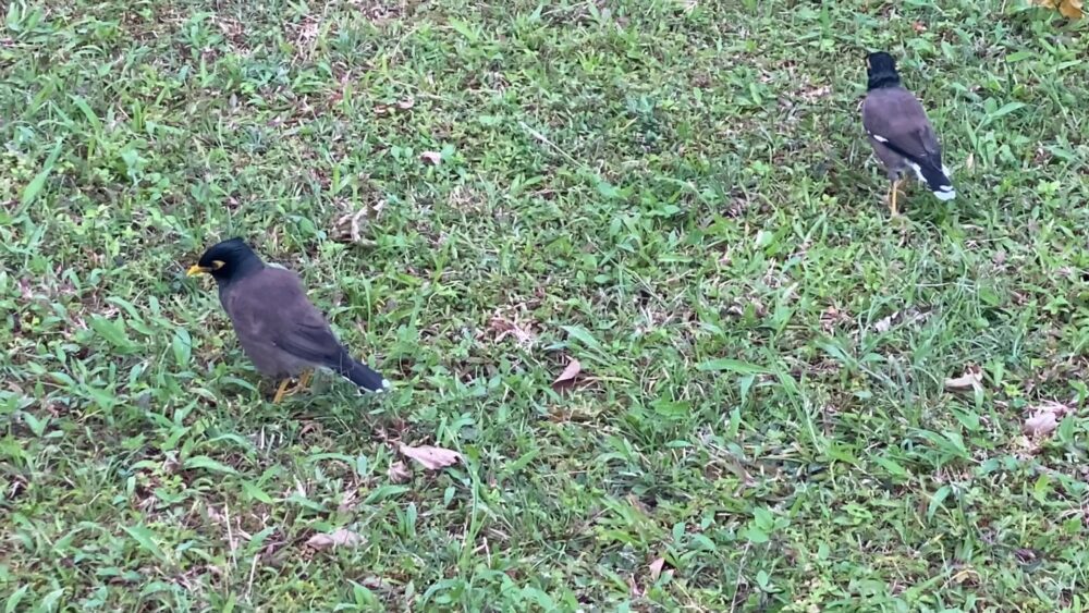 インドハッカ２