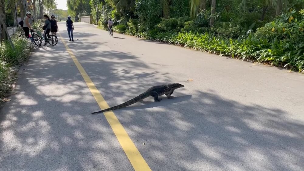 ミズオオトカゲ２