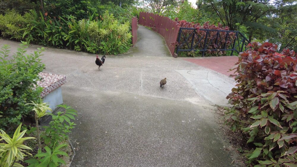 fort-canning-park-3 