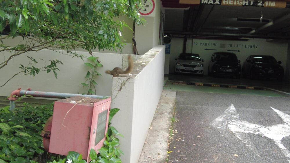 fort-canning-park-6